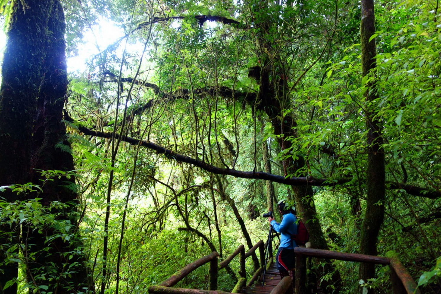 doi inthanon08