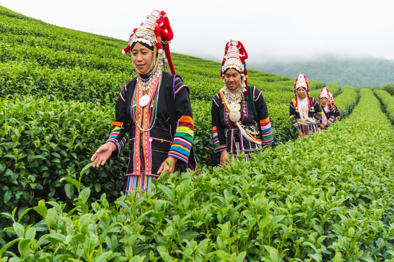 Doi Mae Salong 6