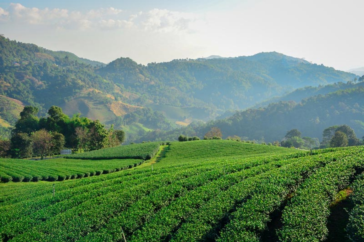 Doi Mae Salong