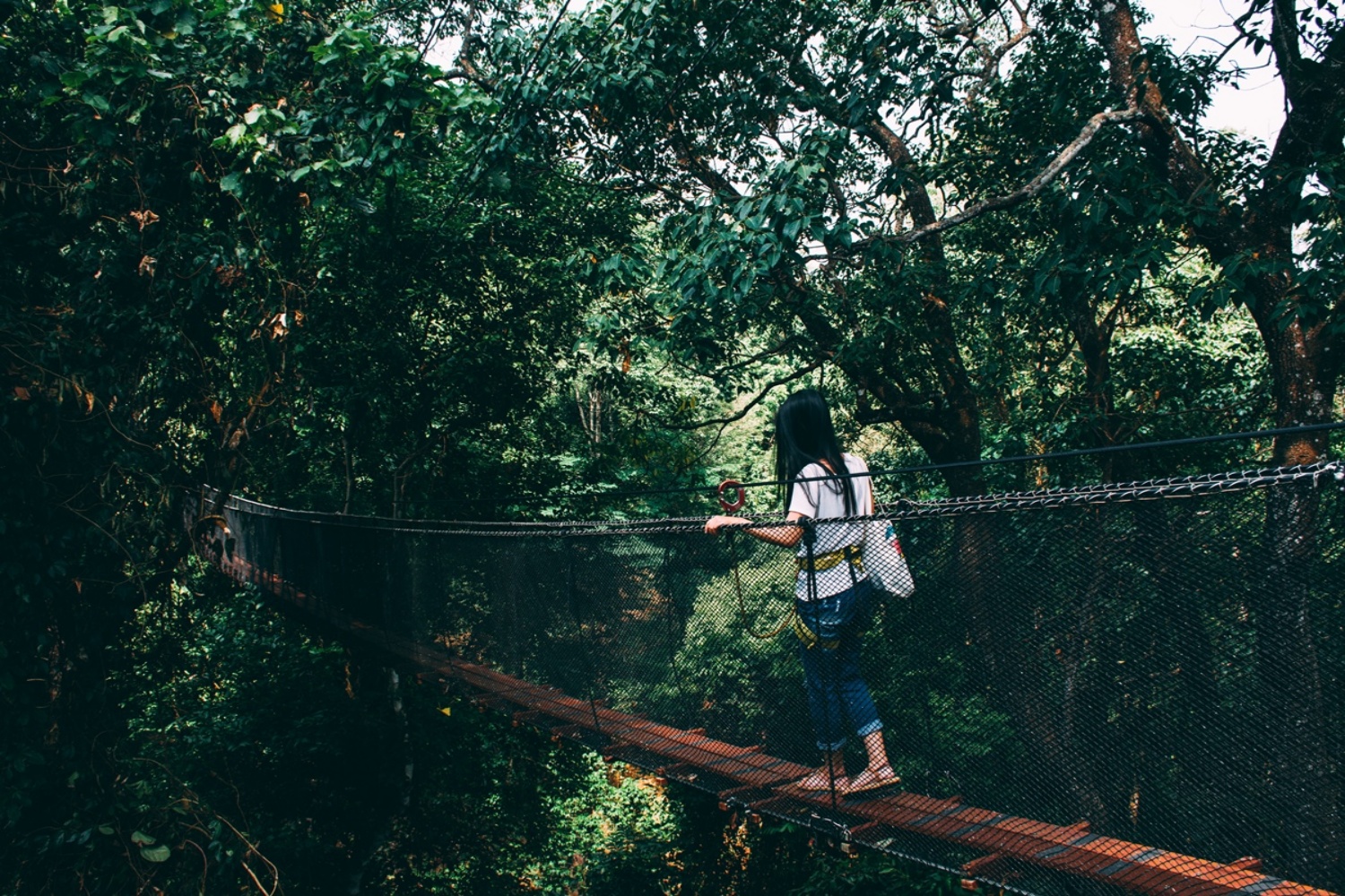 Doi Tung 3