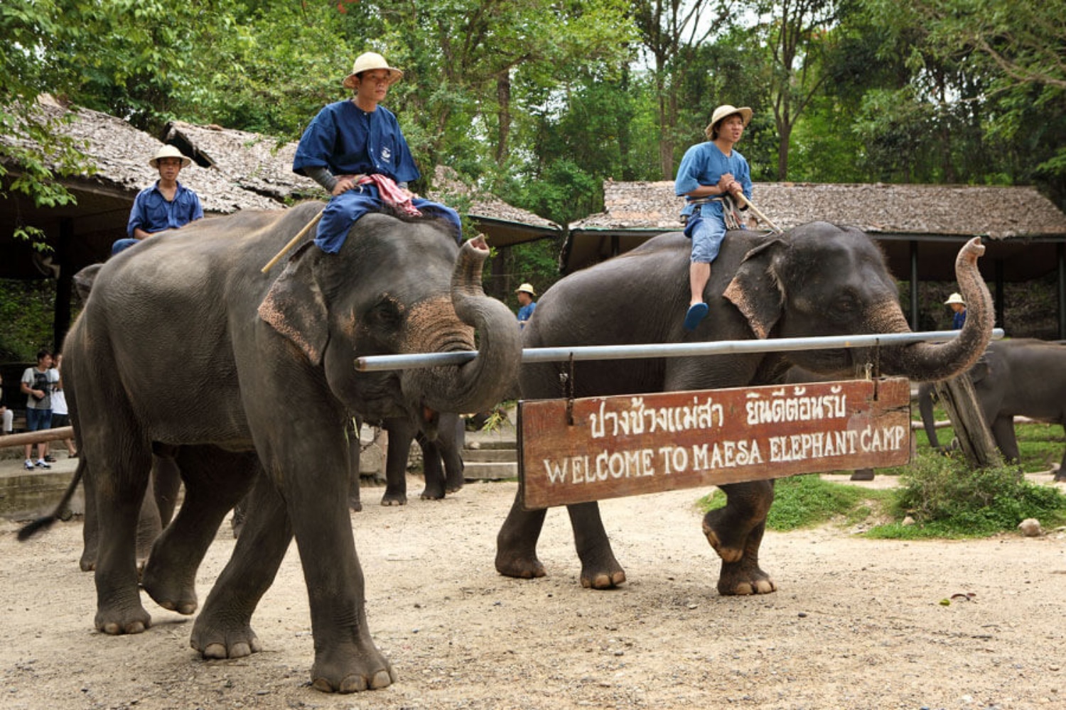 Elephant Care Center 4