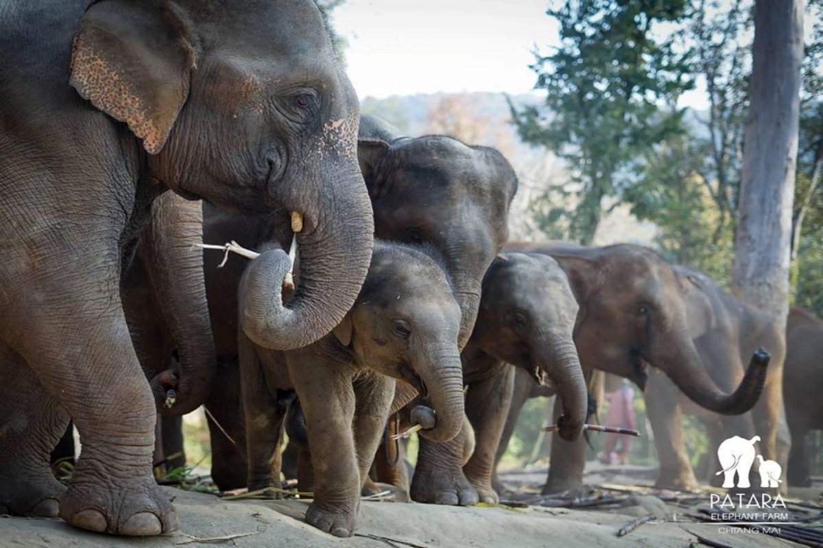 Patara Elephant Farm 12