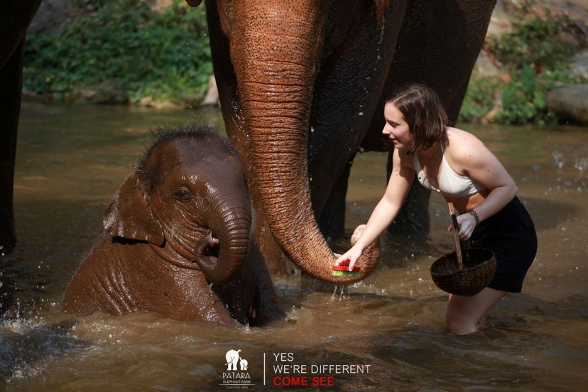 Patara Elephant Farm 7