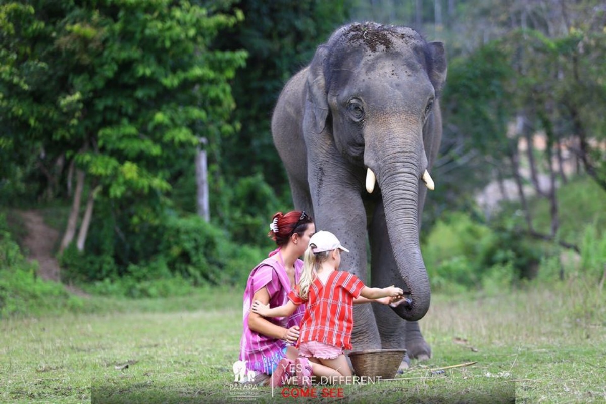 Patara Elephant Farm