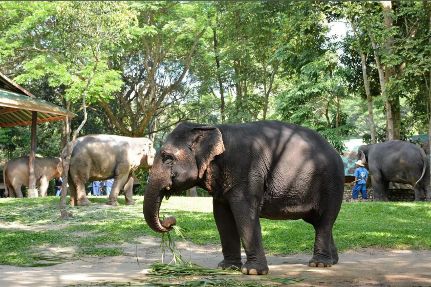 Elephant Care Center 8