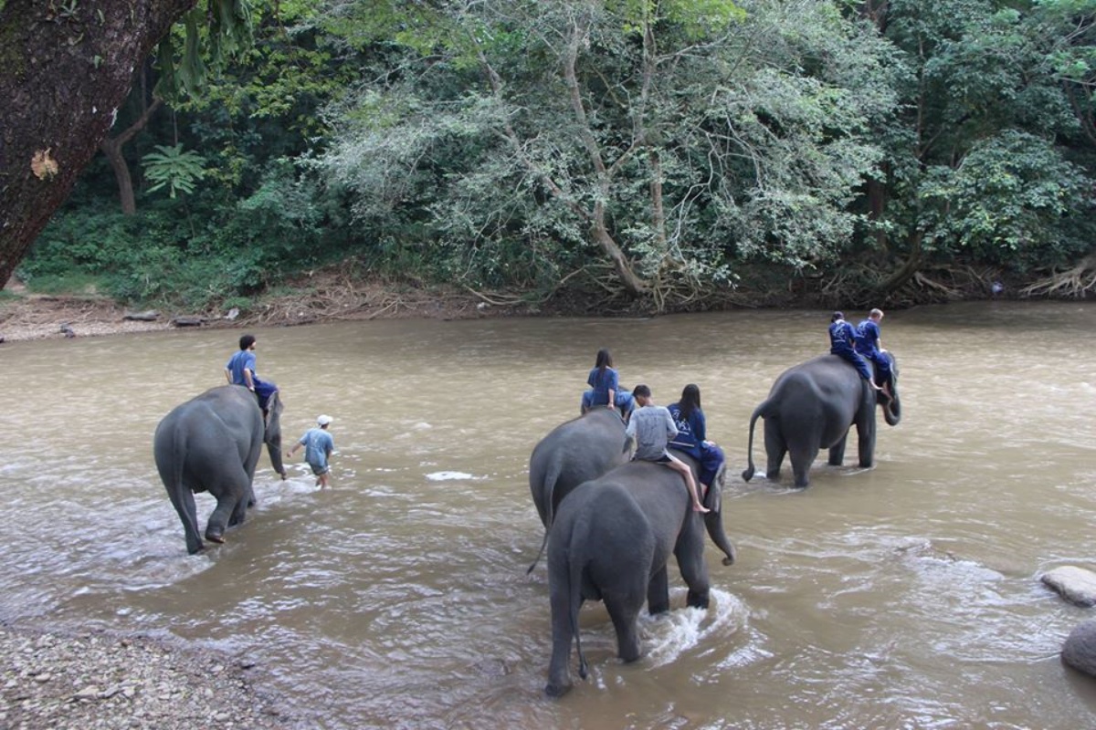 Thai Elephant Home 7