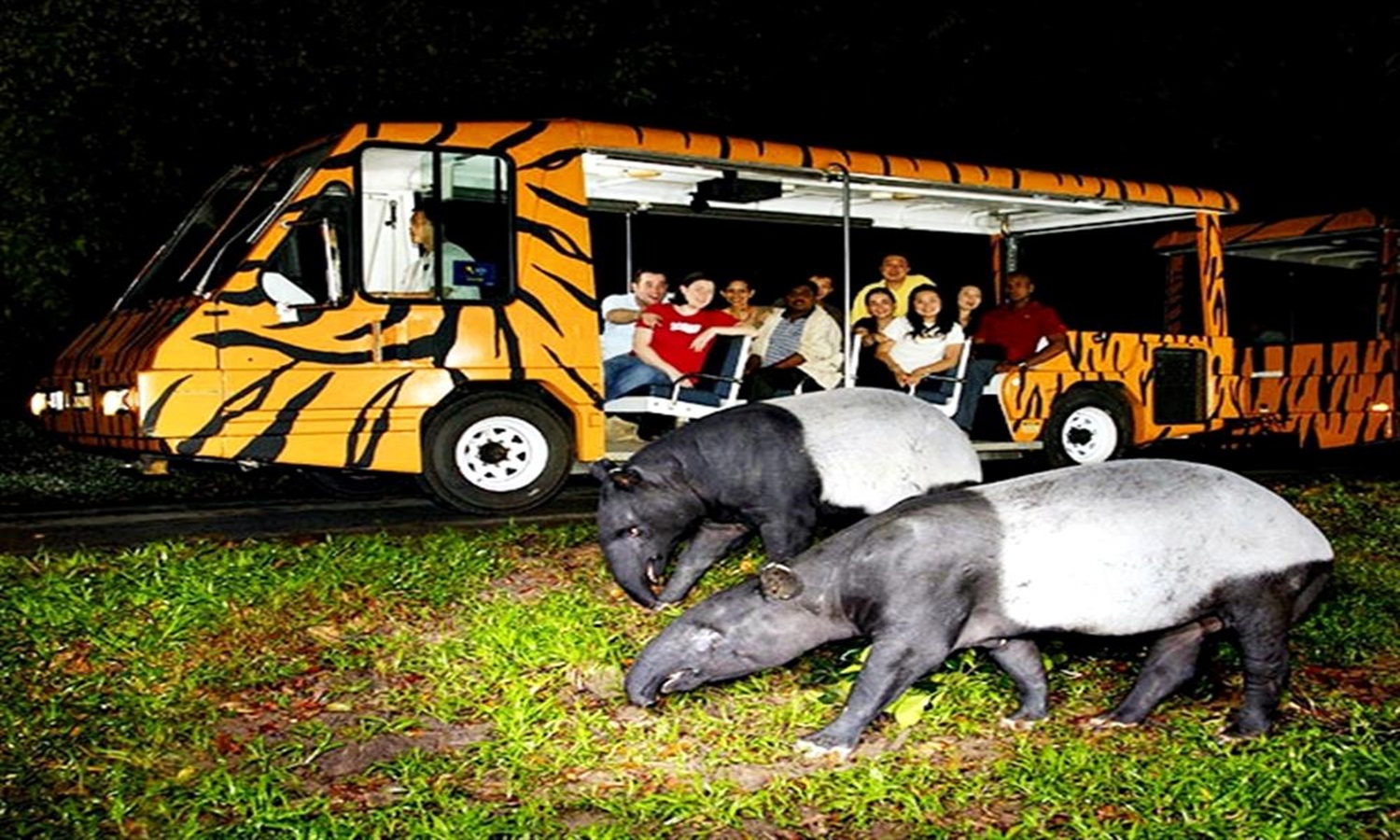Chiang Mai Night Safari Thailand s Premier Local Land Operator Chiang Mai Night Safari Thailand s Premier Local Land Operator